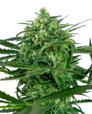 Sensi Seeds Sensi Amnesia - 3 feminisierte Samen