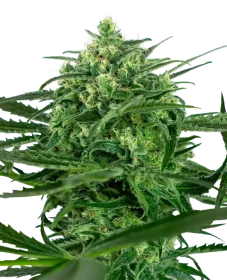 Sensi Seeds Sensi Amnesia - 3 feminisierte Samen