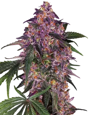 Sensi Seeds Sensi Purple Kush - 3 feminisierte Samen