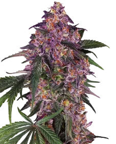 Sensi Seeds Sensi Purple Kush - 3 feminized seeds