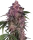 Sensi Seeds Sensi Purple Kush - 3 feminisierte Samen