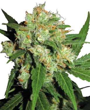 Sensi Seeds Sensi Skunk - 3 feminisierte Samen