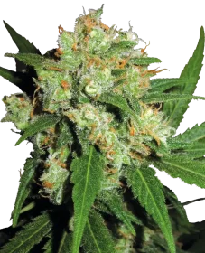 Sensi Seeds Sensi Skunk - 3 feminized seeds