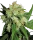 Sensi Seeds Sensi Skunk - 3 feminisierte Samen