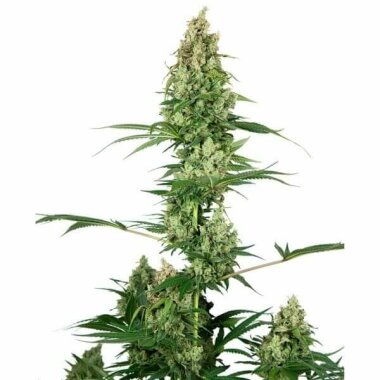 Sensi Seeds Silver Fire - 3 feminisierte Samen