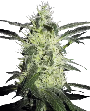 Sensi Seeds Silver Haze - 3 feminisierte Samen