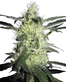 Sensi Seeds Silver Haze - 3 feminisierte Samen