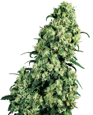 Sensi Seeds Skunk #1 - 3 feminisierte Samen