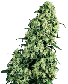 Sensi Seeds Skunk #1 - 3 feminized seeds