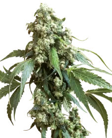 Sensi Seeds Jack Flash #5 - 3 feminized seeds