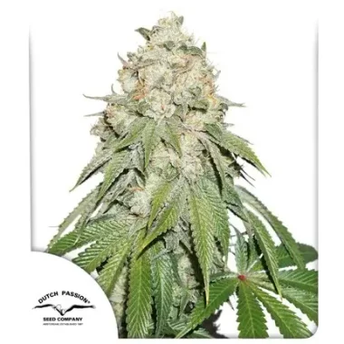 Dutch Passion Banana Blaze® - 3 feminisierte Samen