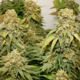 Dutch Passion Banana Blaze® - 3 feminized seeds