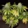 Dutch Passion Banana Blaze® - 3 feminisierte Samen