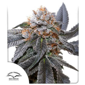 Dutch Passion Blue Zushi - 3 feminized seeds