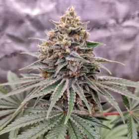 Dutch Passion Blue Zushi - 3 feminized seeds