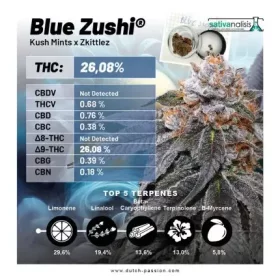 Dutch Passion Blue Zushi - 3 feminisierte Samen