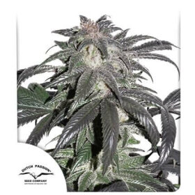 Dutch Passion Bubba Island Kush® - 3 feminisierte Samen