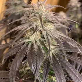 Dutch Passion Bubba Island Kush® - 3 feminized seeds