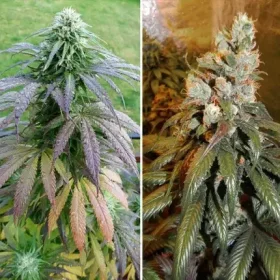 Dutch Passion Bubba Island Kush® - 3 feminisierte Samen