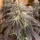 Dutch Passion Bubba Island Kush® - 3 feminisierte Samen