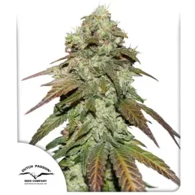 Dutch Passion Mazar CBD - 3 feminized seeds