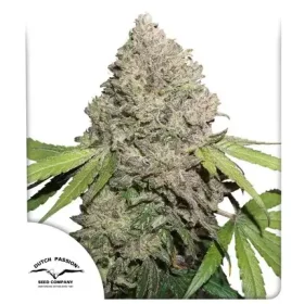 Dutch Passion Charlotte’s Angel CBD - 3 feminized seeds