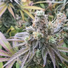 Dutch Passion Charlotte’s Angel CBD - 3 feminized seeds