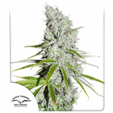 Dutch Passion Skunk Haze CBD - 3 feminisierte Samen