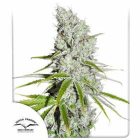 Dutch Passion Skunk Haze CBD - 3 feminized seeds