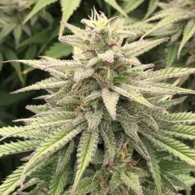 Dutch Passion Skunk Haze CBD - 3 feminisierte Samen