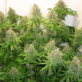 Dutch Passion Skunk Haze CBD - 3 feminisierte Samen