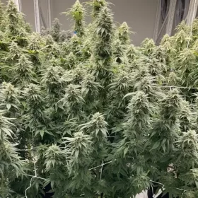 Dutch Passion Skunk Haze CBD - 3 feminisierte Samen