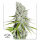 Dutch Passion Skunk Haze CBD - 3 feminisierte Samen