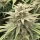 Dutch Passion Skunk Haze CBD - 3 feminisierte Samen