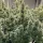 Dutch Passion Skunk Haze CBD - 3 feminisierte Samen