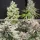 Dutch Passion Skunk Haze CBD - 3 feminisierte Samen