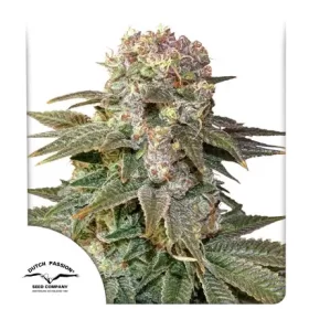 Dutch Passion C-Vibez® - 3 feminized seeds