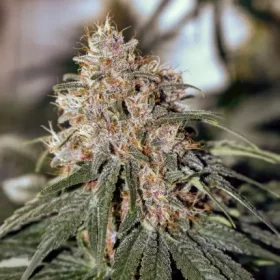 Dutch Passion C-Vibez® - 3 feminized seeds