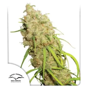 Dutch Passion Desfrán® - 3 feminized seeds