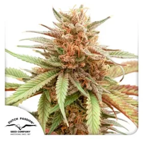 Dutch Passion Durban Dew - 3 feminized seeds