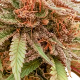 Dutch Passion Durban Dew - 3 feminized seeds