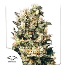 Dutch Passion Euforia ® - 3 feminized seeds