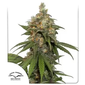 Dutch Passion HiFi 4G® - 3 feminized seeds