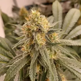 Dutch Passion HiFi 4G® - 3 feminized seeds