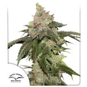 Dutch Passion Kerosene Krash® - 3 feminized seeds