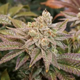 Dutch Passion Kerosene Krash® - 3 feminized seeds