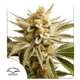 Dutch Passion Lemon Z - 3 feminized seeds