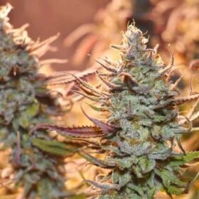 Dutch Passion Lemon Z - 3 feminized seeds