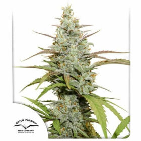 Dutch Passion Mokum’s Tulip® - 3 feminized seeds