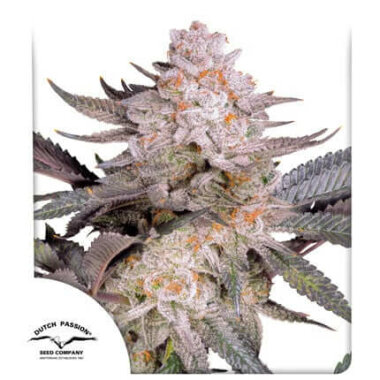 Dutch Passion Orange Bud 2.0 - 3 feminisierte Samen